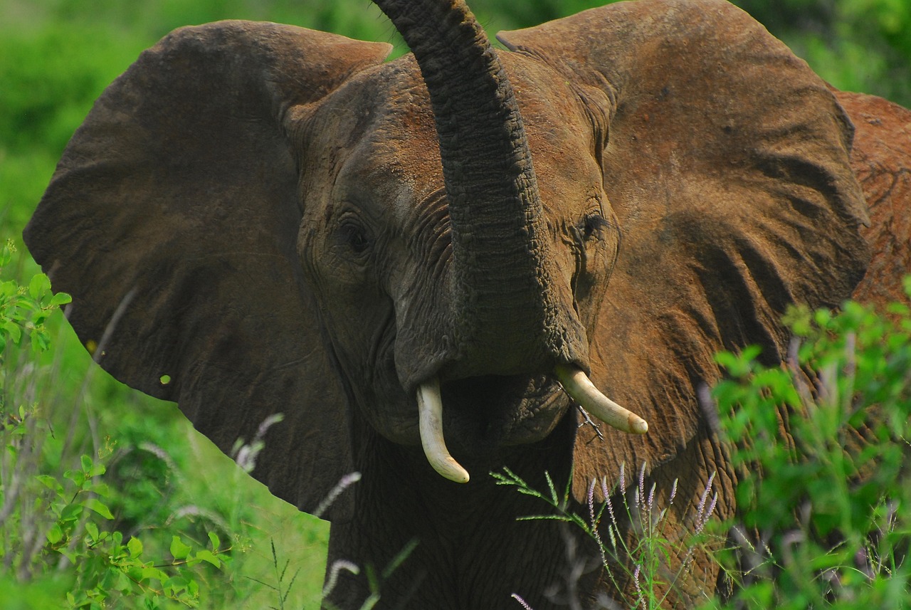 Close up of Jumbo in the Kenyan wilderness while on Kenya Safari