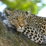 Leopard in the the Kenya Wild seen during a golf safari