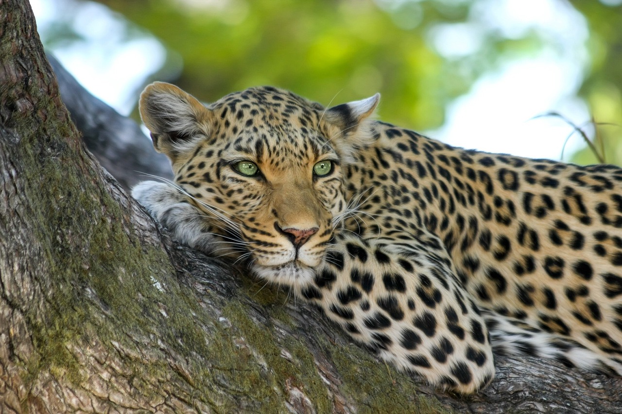 Leopard in the the Kenya Wild seen during a golf safari