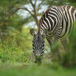 Golf Club in Kenya with Zebra in the foreground