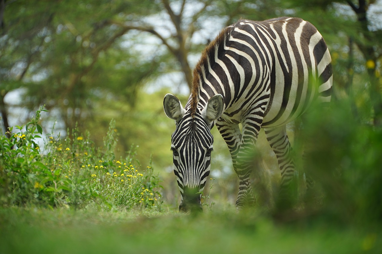 Golf Club in Kenya with Zebra in the foreground