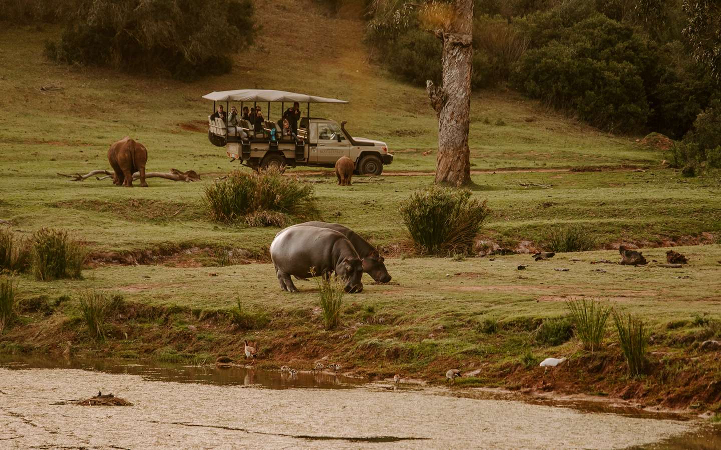 Wildlife on Golf Safari